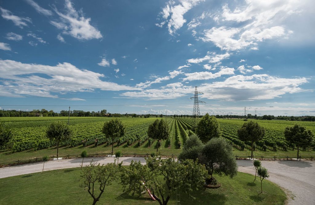 Vendita vino sfuso Treviso