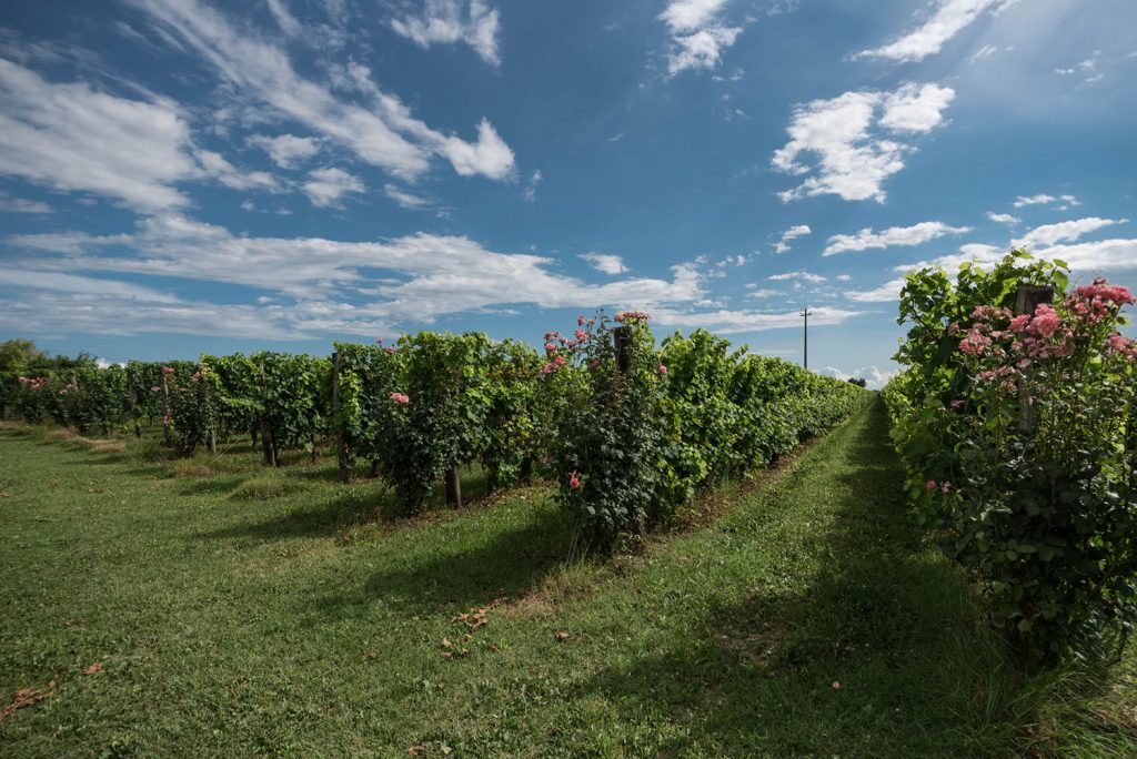 Vendita diretta vini Treviso